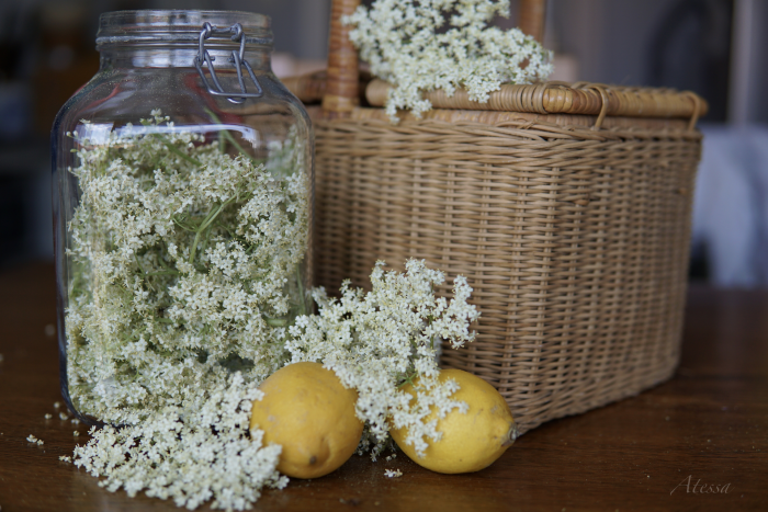 Hollerblüten in der Hexenküche – Hollerblütensekt – Atessa