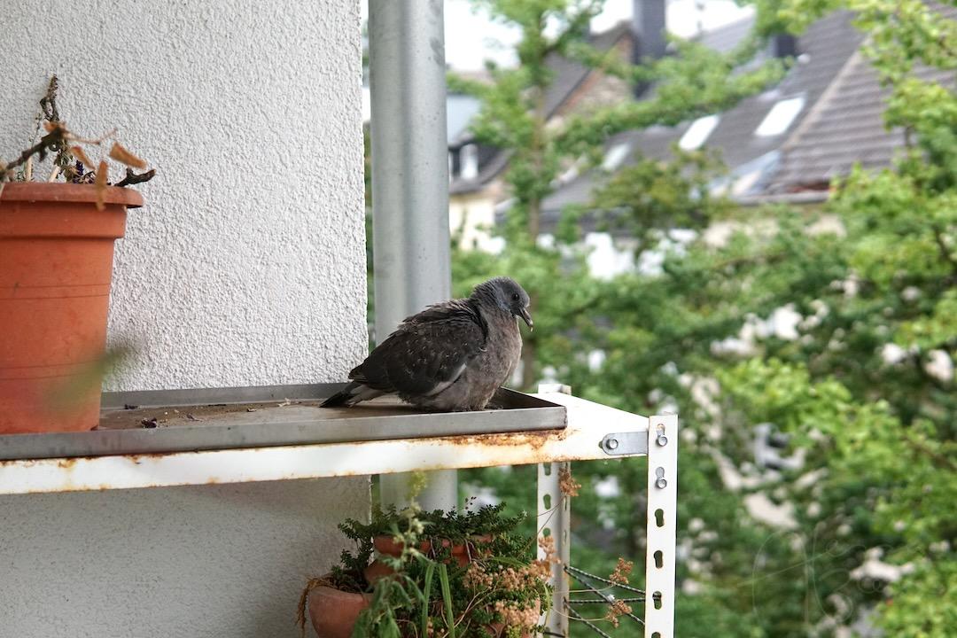 Taubennest auf dem Balkon Atessa